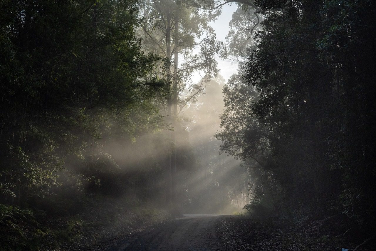 sunbeam in an Australian forest